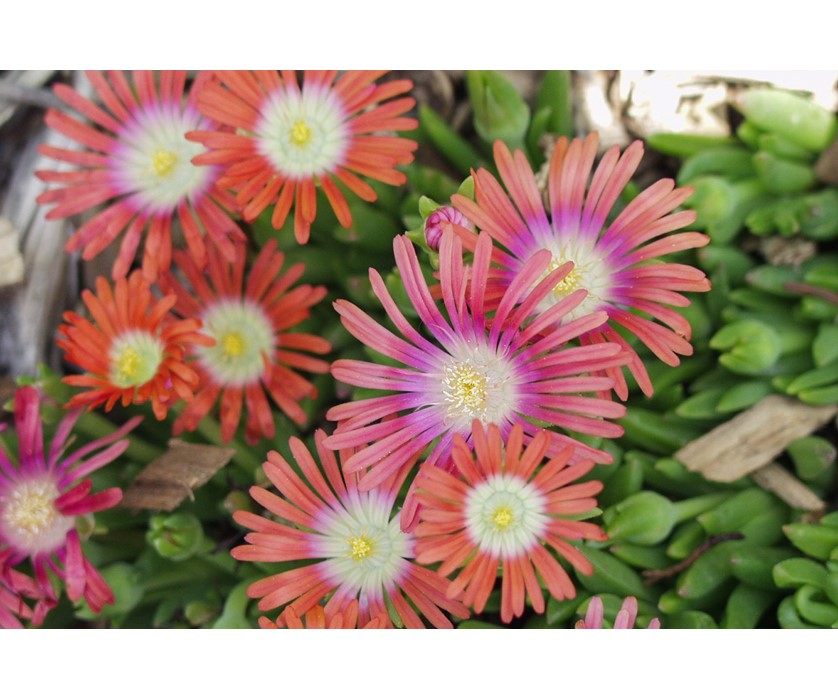 Red Mountain Iceplant